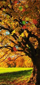 Autumn pathway with vibrant fall leaves and trees on a sunny day.