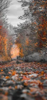 Autumn forest path with orange leaves and trees.