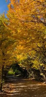 Autumn pathway with yellow and orange leaves on trees, creating a serene nature scene.