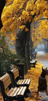 A dog on a leafy autumn path with benches and golden trees.