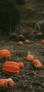 Orange pumpkins scattered in a green field during autumn.