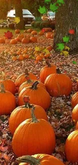 A field of bright orange pumpkins on an autumn day with colorful fallen leaves.