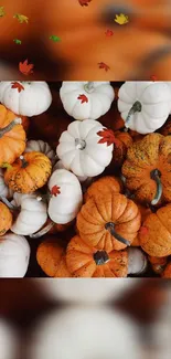 Assorted orange and white pumpkins with autumn leaves in a mobile wallpaper.