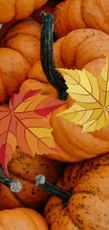 Autumn-themed wallpaper with pumpkins and leaves.