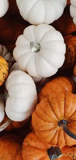 Mobile wallpaper featuring white and orange pumpkins for autumn aesthetic.