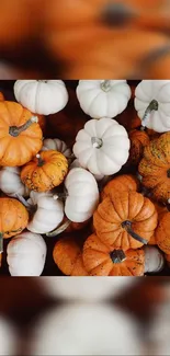 Autumn-themed wallpaper with orange and white pumpkins for mobile phones.