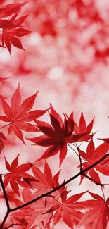 Vibrant red autumn leaves wallpaper for mobile devices.