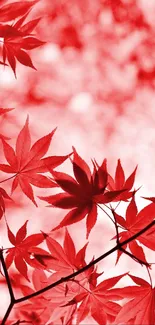 Red autumn leaves pattern mobile wallpaper with vibrant seasonal theme.