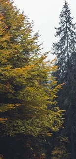 Scenic autumn road through a pine forest with vibrant foliage.