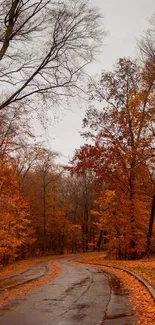 Winding road through autumn forest with colorful fall leaves.