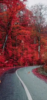 Curved road through a vibrant red autumn forest.