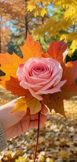 Pink rose surrounded by autumn leaves in park.