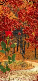 Vivid red rose in autumn forest with colorful leaves.