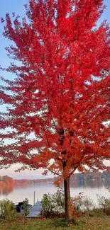 Vibrant red autumn tree by a tranquil lake at sunset.