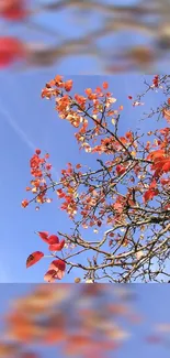 Red autumn leaves against a clear blue sky.