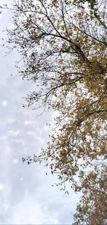 Beautiful autumn sky with tree branches and leaves.