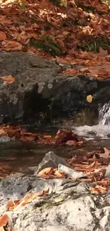 Peaceful autumn stream with golden leaves and rocks in nature.