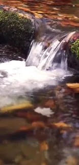 Quiet autumn stream with falling leaves and mossy rocks wallpaper.