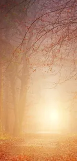 Sunrise in an autumn forest with a misty path.