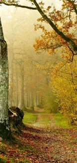 Autumn forest trail with mist and vibrant fall colors.