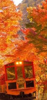 Train journey through vibrant autumn foliage with orange and yellow hues.