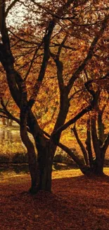 Beautiful autumn trees with golden leaves by a serene river.