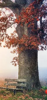 Autumn scene with oak tree and bench, misty morning.