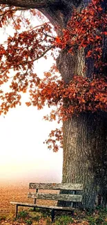 Autumn scene with a bench under a tree, featuring vibrant fall colors.