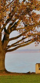 Serene autumn tree by a calm lakeside bench view.