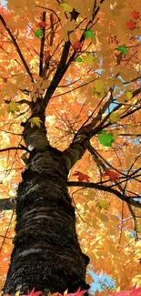 Beautiful autumn tree with vibrant orange and yellow leaves against a blue sky.