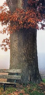 Autumn tree with fallen leaves beside a park bench.