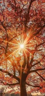 Autumn tree with sunlight through leaves, vibrant orange hues.