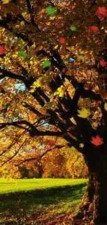 Autumn path under golden tree canopy with vibrant leaves.