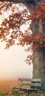 Serene autumn tree with rustic bench.