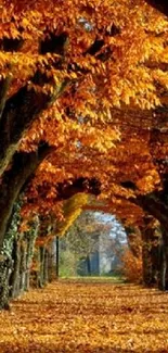 Autumn tree tunnel with vibrant orange leaves.