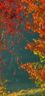 Vibrant orange and red autumn trees wallpaper.