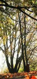 Autumn trees with golden leaves on a sunlit path.