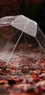 Clear umbrella on autumn leaves with raindrops visible.