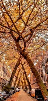 A picturesque urban street with autumn foliage and tree canopy.