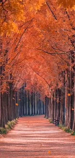 Path lined by trees with orange autumn leaves.