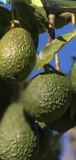 Closeup of ripe avocados hanging on a tree.