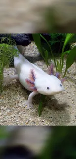 Axolotl in aquatic habitat with plants, sandy bottom.