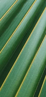 Close-up of a vibrant green leaf with distinct patterns.