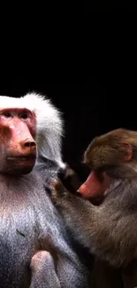 Two baboons grooming each other in a calm setting on a dark background.