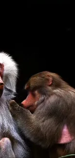 Close-up of two baboons in their natural habitat on a dark background.