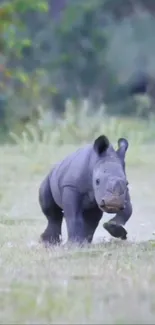 Young rhino in a lush green field, mobile wallpaper.