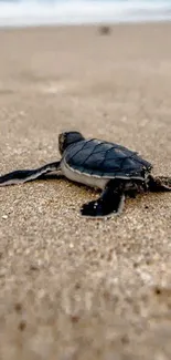 A baby turtle crawling across a sandy beach under a cloudy blue sky.