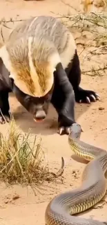 Badger facing off against a snake in the desert.