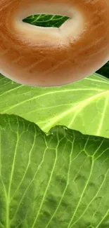 Bagel resting on vibrant green cabbage leaves.