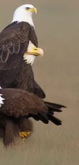 Three majestic bald eagles standing in a serene, grassy landscape.